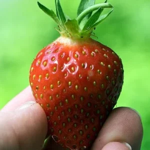 Earliglow Strawberry Plants Bare Root - 25 Plants - Earliest Berries