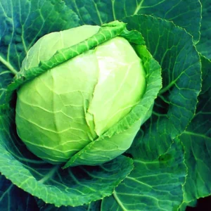 Early Flat Dutch Cabbage Plant - 2.5" Pot - Garden Vegetable