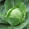Early Flat Dutch Cabbage Plant - 4 inch Pot - Vegetable Plant