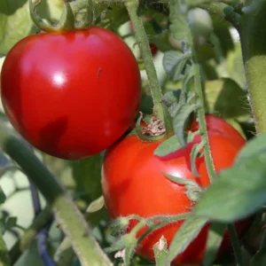 Early Girl Tomato Plant - 2.5