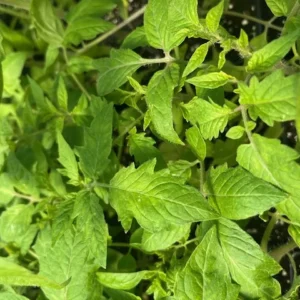 Early Girl Tomato Plant - 2.5