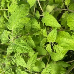 Early Girl Tomato Plant - 4 Inch Pot - Heavy Yielding Variety