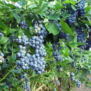 Early Ripening Blueberry Plant - 2.5 Inch Pot - Fruit Bush