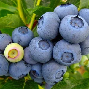Early Ripening Blueberry Plant - 2.5 Inch Pot - Fruit Bush