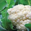 Early Snowball Cauliflower Plant - 2.5 Inch Pot - Vegetable Plant