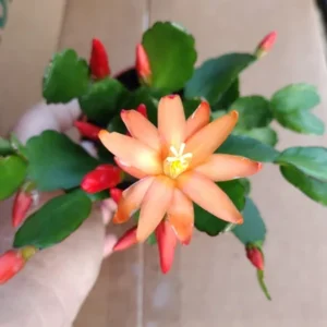 Easter Cactus Plant - Spring Cactus Orange Plant - 3.5" Nursery Pot - Ship No Pot