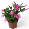 Easter Cactus Plant - Spring Cactus Pink Plant - 3.5" Potted Hatiora - Ships No Pot