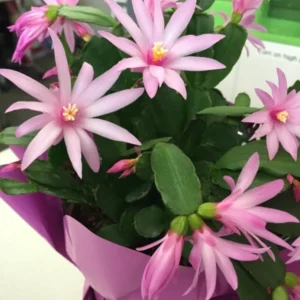 Easter Cactus Plant - Spring Cactus Pink Plant - 3.5" Potted Hatiora - Ships No Pot