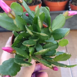 Easter Cactus Plant - Spring Cactus Pink Plant - 3.5