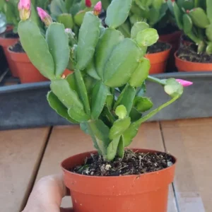 Easter Cactus Plant - Spring Cactus Pink Plant - 3.5
