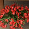 Easter Cactus Plant - Spring Cactus Red Rhipsalidopsis Hatiora Plant - 3.5" Nursery Pot,t, Ships No Pot