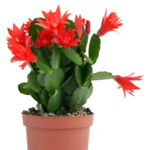 Easter Cactus Plant - Spring Cactus Red Rhipsalidopsis Hatiora Plant - 3.5" Nursery Pot,t, Ships No Pot
