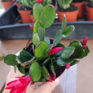 Easter Cactus Plant - Spring Cactus Red Rhipsalidopsis Hatiora Plant - 3.5