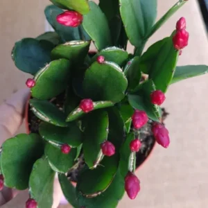 Easter Cactus Plant - Spring Cactus Red Rhipsalidopsis Hatiora Plant - 3.5
