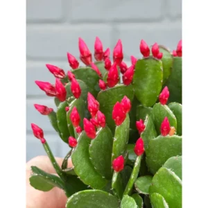 Easter Cactus Plant - Spring Cactus Red Rhipsalidopsis Hatiora Plant - 3.5