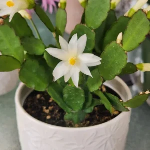 Easter Cactus Plant - Spring Cactus White Rhipsalidopsis Hatiora 3.5" Size