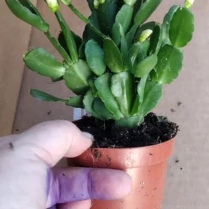 Easter Cactus Plant - Spring Cactus White Rhipsalidopsis Hatiora 3.5