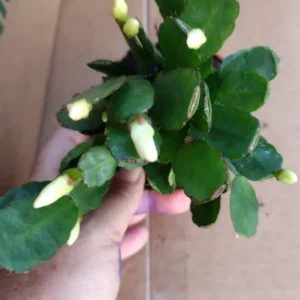 Easter Cactus Plant - Spring Cactus White Rhipsalidopsis Hatiora 3.5