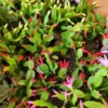 Easter Cactus Plants Set - 4 Mixed Colors Spring Cactus Live Plant 4 inch Pot, Ship No Pot