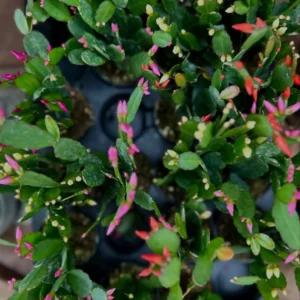 Easter Cactus Plants Set - 4 Mixed Colors Spring Cactus Live Plant 4 inch Pot, Ship No Pot