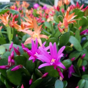 Easter Cactus Plants Set - 4 Mixed Colors Spring Cactus Live Plant 4 inch Pot, Ship No Pot