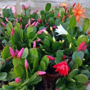Easter Cactus Plants Set - 4 Mixed Colors Spring Cactus Live Plant 4 inch Pot, Ship No Pot