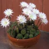 Easter Lily Cactus Echinopsis Oxygona - 2 Pack - 2" Pots - Colorful Blooms