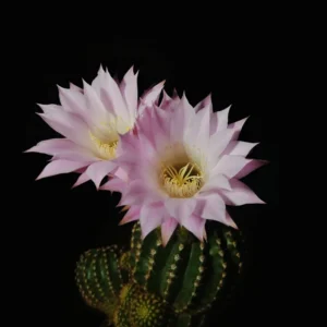 Easter Lily Cactus Echinopsis Oxygona - 2 Pack - 2
