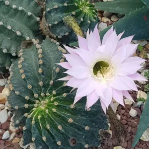Easter Lily Cactus Echinopsis Oxygona - 2 Pack - 2