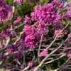 Eastern Redbud Live Trees - 5 Seedlings, 1-2 Feet Tall - Rooted Eastern Redbud Trees
