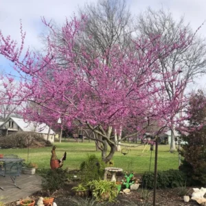 Eastern Redbud Live Trees - 5 Seedlings, 1-2 Feet Tall - Rooted Eastern Redbud Trees