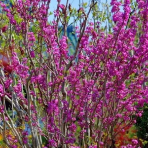 Eastern Redbud Live Trees - 5 Seedlings, 1-2 Feet Tall - Rooted Eastern Redbud Trees