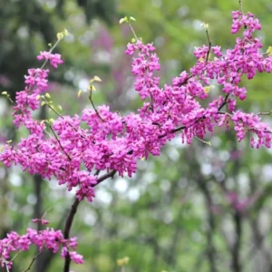 Eastern Redbud Live Trees - 5 Seedlings, 1-2 Feet Tall - Rooted Eastern Redbud Trees