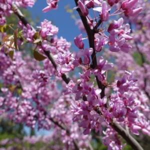 Eastern Redbud Live Trees - 5 Seedlings, 1-2 Feet Tall - Rooted Eastern Redbud Trees