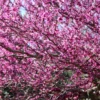 Eastern Redbud Tree - 3 Bare Root Seedlings 12 to 24in - Cercis Canadensis