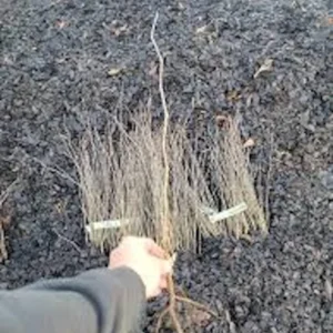 Eastern Redbud Tree - 3 Bare Root Seedlings 12 to 24in - Cercis Canadensis
