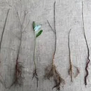 Eastern Redbud Tree - 3 Bare Root Seedlings 12 to 24in - Cercis Canadensis