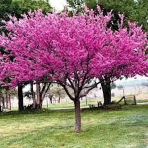 Eastern Redbud Tree - 3 Bare Root Seedlings 12 to 24in - Cercis Canadensis