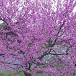Eastern Redbud Tree - 3 Bare Root Seedlings 12 to 24in - Cercis Canadensis
