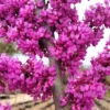 Eastern Redbud Tree - Cercis Canadensis - 12 to 24in Bare Root Flowering Tree
