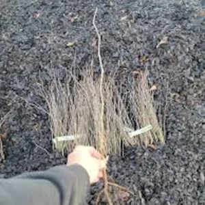 Eastern Redbud Tree - Cercis Canadensis - 12 to 24in Bare Root Flowering Tree
