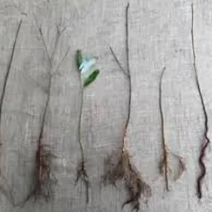 Eastern Redbud Tree - Cercis Canadensis - 12 to 24in Bare Root Flowering Tree