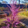 Eastern Redbud Trees Set - 15 Live Plants Pink Flowering Ornamental Tree Dormant