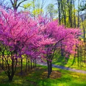 Eastern Redbud Trees Set - 15 Live Plants Pink Flowering Ornamental Tree Dormant