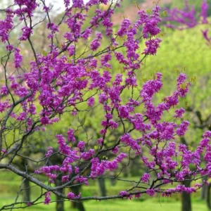 Eastern Redbud Trees Set - 15 Live Plants Pink Flowering Ornamental Tree Dormant