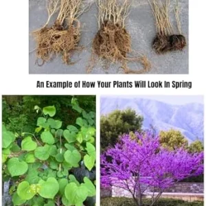 Eastern Redbud Trees Set - 15 Live Plants Pink Flowering Ornamental Tree Dormant