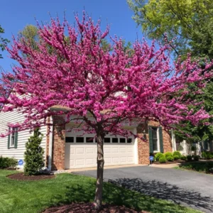 Eastern Redbud Trees Set - 15 Live Plants Pink Flowering Ornamental Tree Dormant