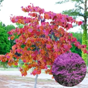 Eastern Redbud Trees Set - 15 Live Plants Pink Flowering Ornamental Tree Dormant