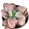 Echeveria Etna Brain Succulent Huge Mature Plant 10-12 inch Rare in 10 inch Pot