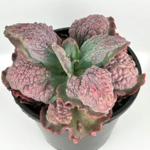 Echeveria Etna Brain Succulent Huge Mature Plant 10-12 inch Rare in 10 inch Pot